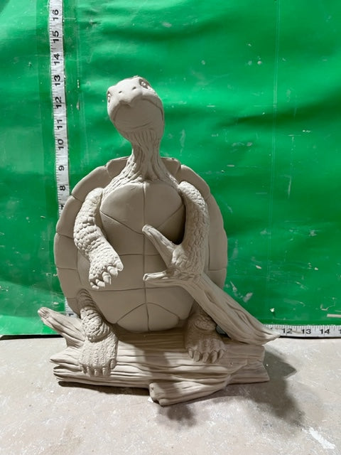 TL557 - Turtle