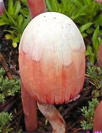 CPI 3992 mushroom