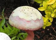 CPI 3994 mushroom
