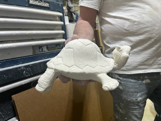 TURTLE WITH SHELL
